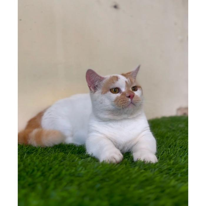 Kucing munchkin gaelic scottish