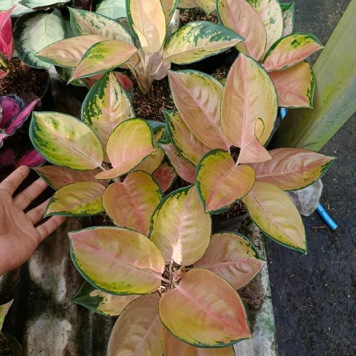 Tanaman hias aglonema sultan Brunei dewasa