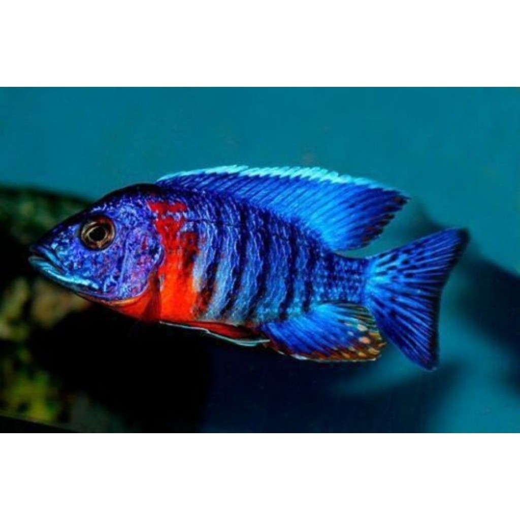 IkanRed Flus Cichlid SIKLIT -+7 CM Ikan Hias Afrika Biru Merah Cantik Aquarium berkualitas