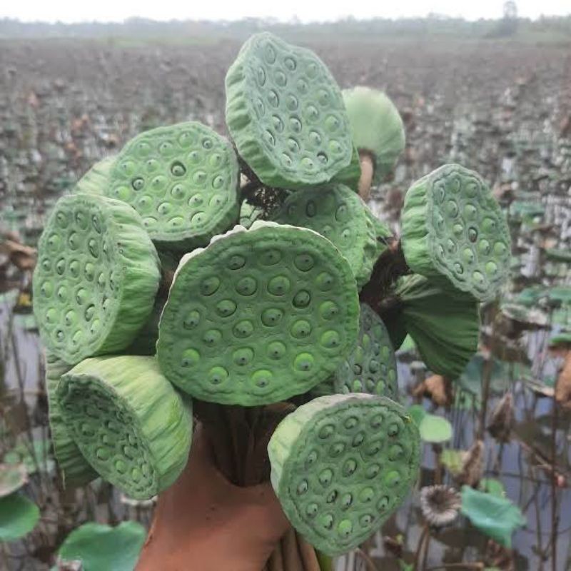 PROMO Biji Bunga Teratai Lotus muda Segar 1KG