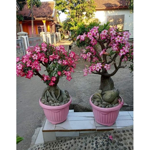 Adenium bonggol besar / adenium bunga tumpuk / adenium grafring bunga