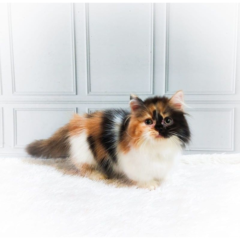 KUCING MUNCHKIN KITTEN