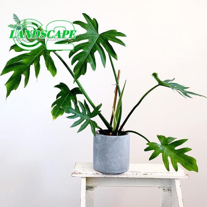 PHILODENDRON MAYOI - TANAMAN HIAS PHILODENDRON MAYOI