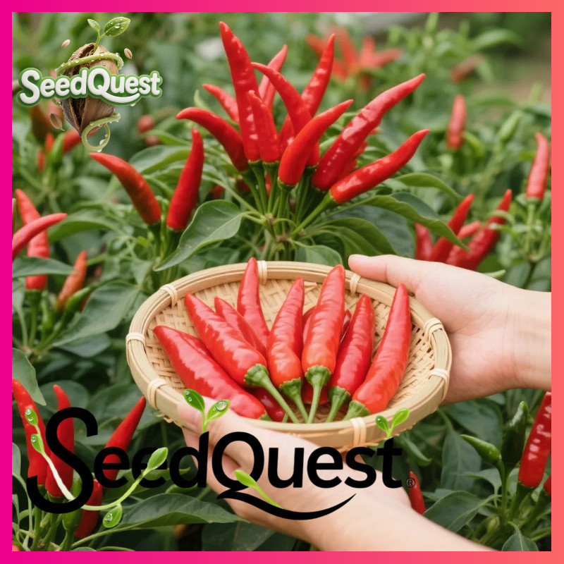 100% Legit 50pcs Super Spicy Siling Labuyo benih F1 Red Hot Chili Pepper Seeds for Planting Vegetabl
