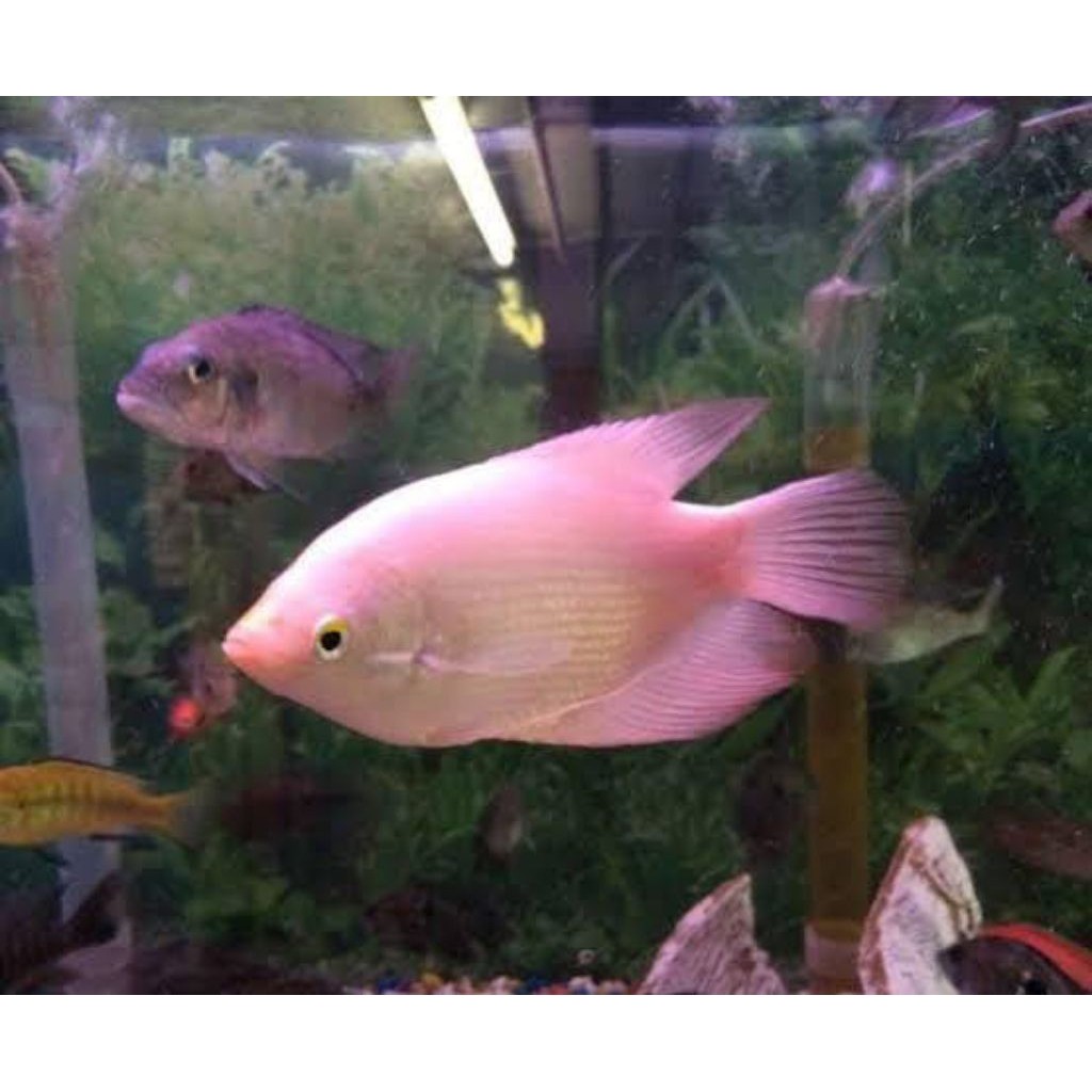 ikan gurame albino sehat dan segar size 6-8 cm gurami