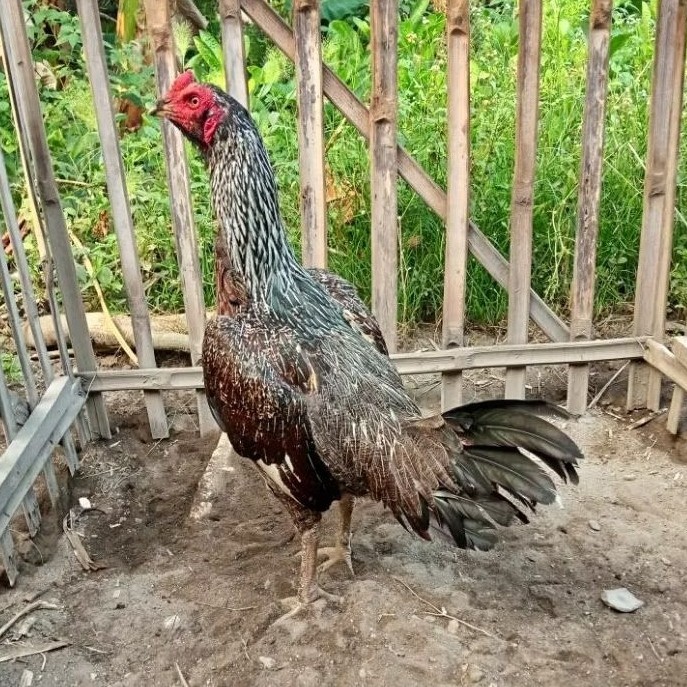 Telur Tetas Telur Fertil Ayam Aduan Pama IQ X Pama