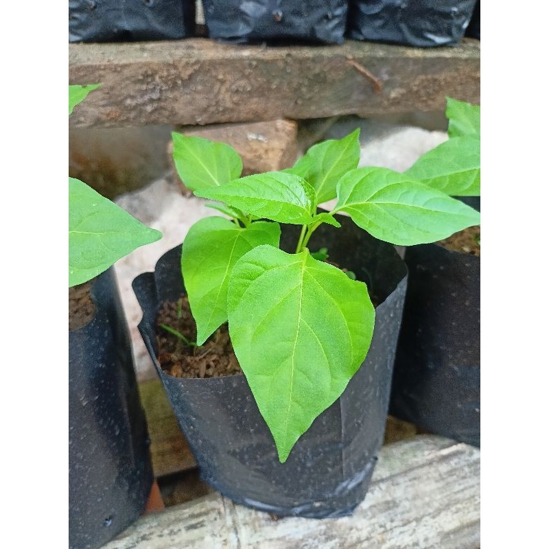 BIBIT CABAI KAMPUNG 1 POHON BIBIT CENGEK MERAH BIBIT CABE RAWIT CABE ACUNG BIBIT LOKAL CABUTAN ,