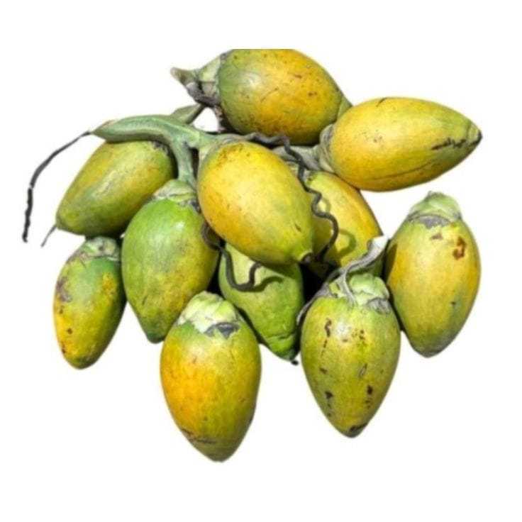 Buah Pinang Tua Jambe Segar / Pinang Tua Segar