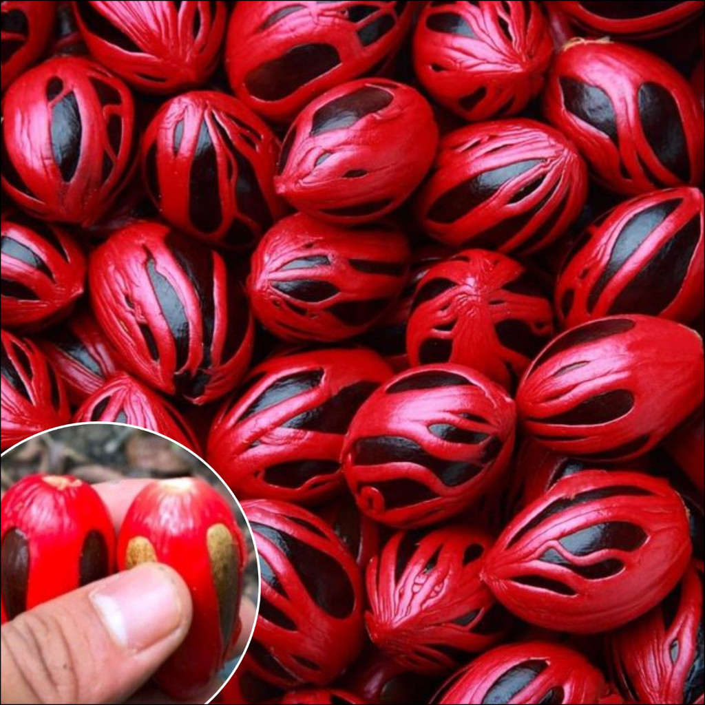 Benih Bibit pala 15 biji