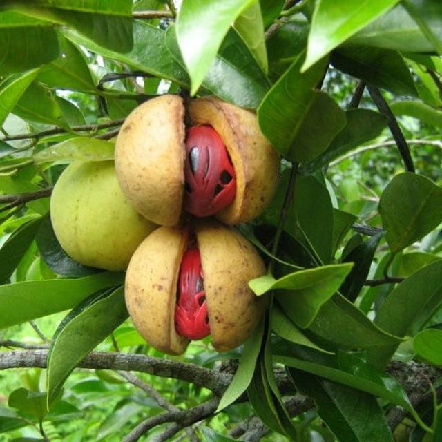 Bibit Pohon Pala | Hibrida | Unggul | Buah Pala