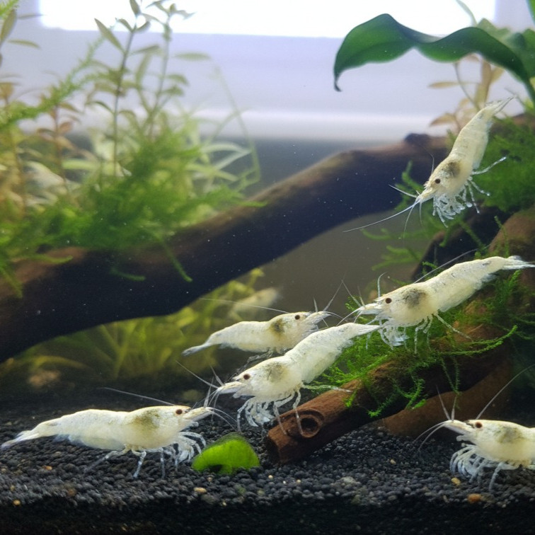 Paket Hemat 10 Ekor: Udang Hias Snowball Shrimp (Putih) - Starter Colony Aquascape - Garansi Hidup