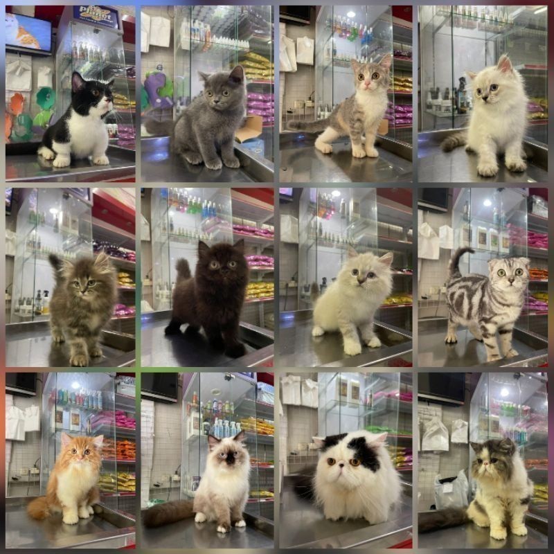 Lepas adopt kucing persia himalayan bsh bengal munchkin scootish maincoon