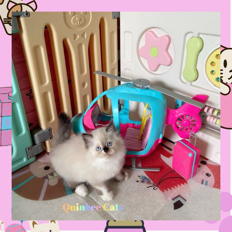 kucing Himalaya  Seal Point Betina