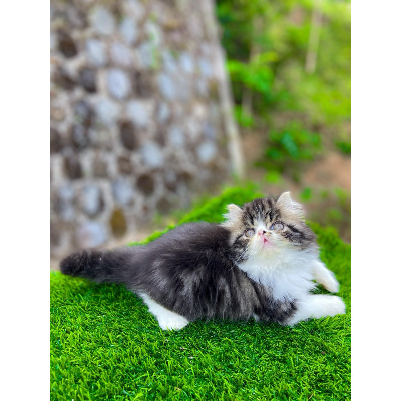 Anabul Persia Flatnose Calico Betina Sehat