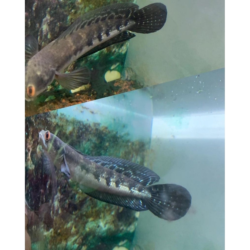 maru riau jambi 8-10 & 11-13 batik mata merah berkualitas