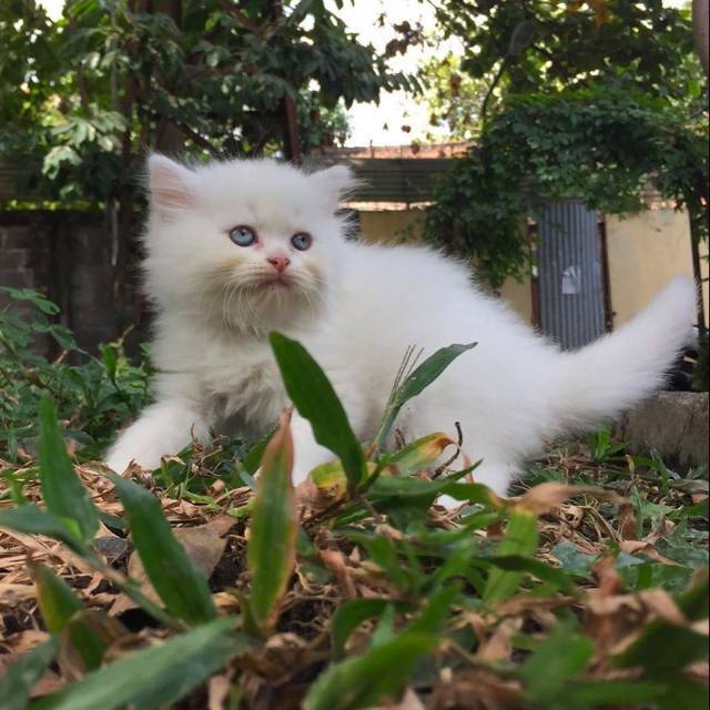 Kucing Persia white Solid