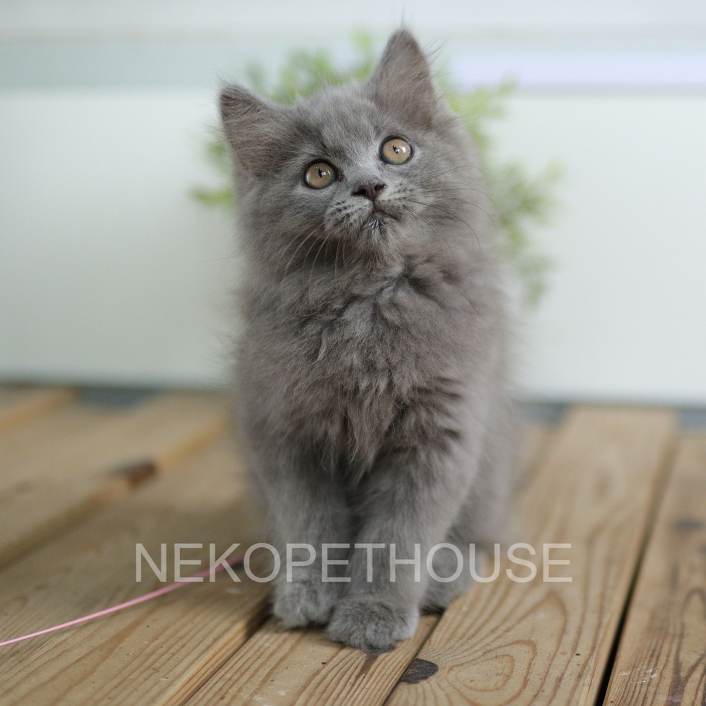 KUCING ANAK KUCING PERSIA BULU KAPAS 2.5 BULAN