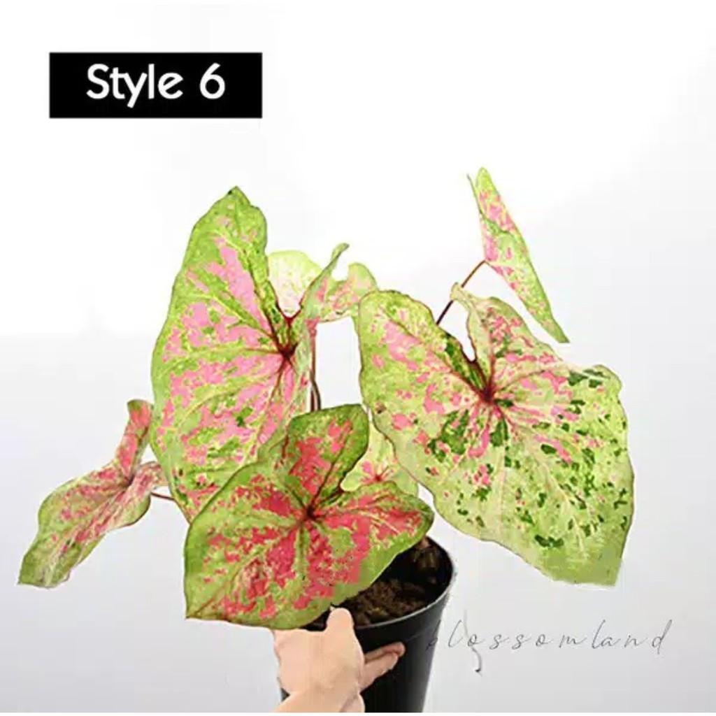 Umbi Caladium Hybrid H37 - keladi hias uncle marley