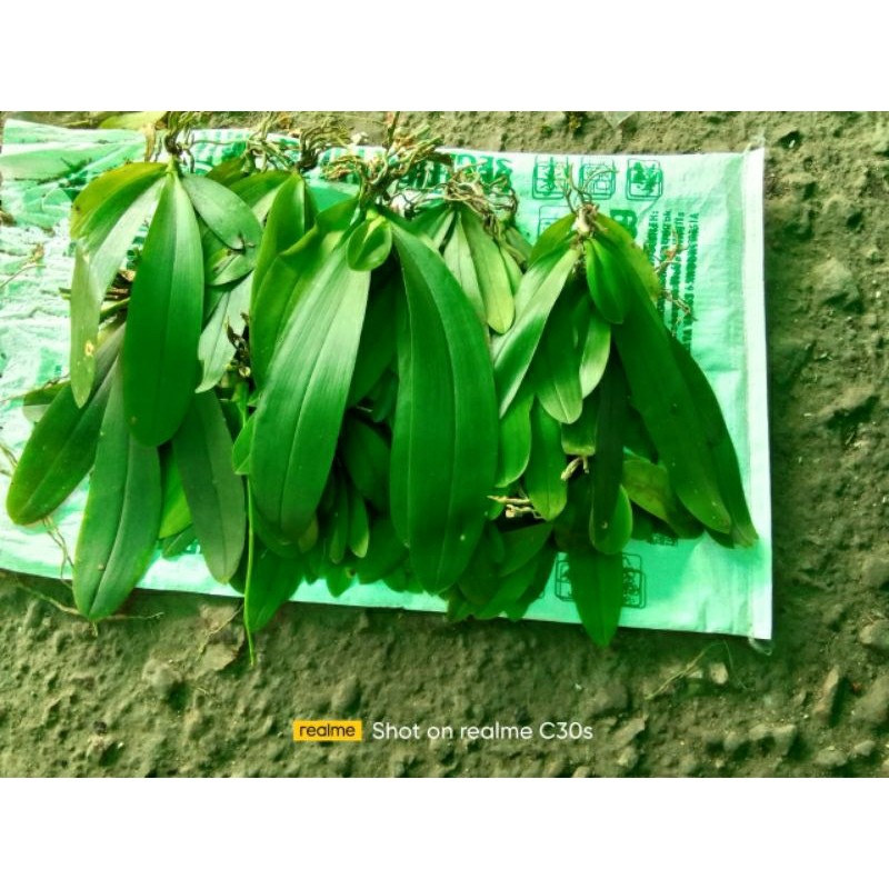 Anggrek Bulan Asli Remaja Anggrek Bulan Bunga Putih