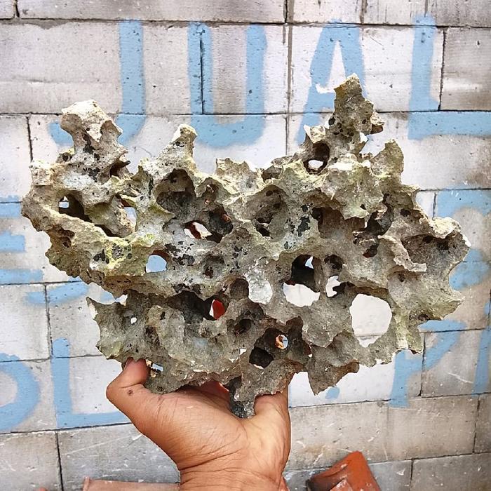 Batu karang gunung bolong berkarakter,batu karang bolong,batu bonsai,batu taman,batu aquascape,batu 