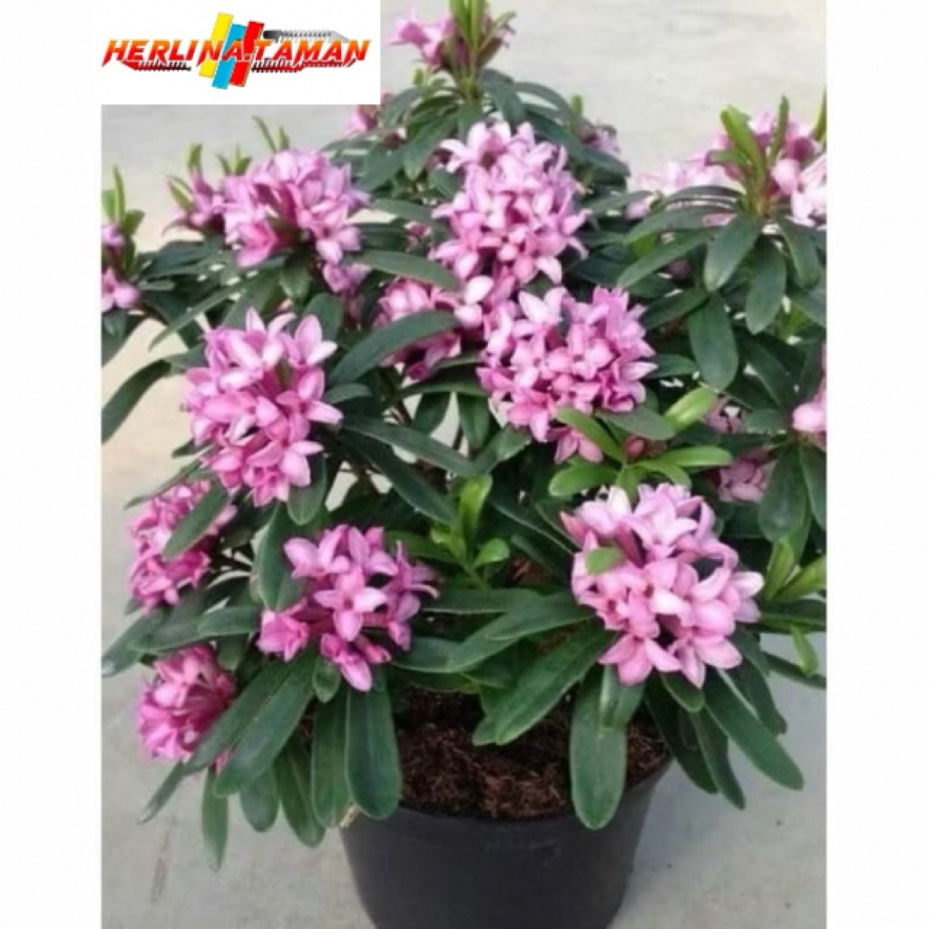 (BISA COD) Tanaman hias asoka bunga ungu-asoka bunga unggu