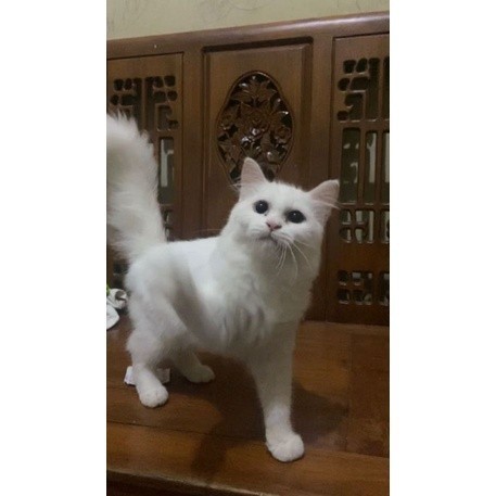 LANGKA KUCING KITTEN BIGBONE ODD EYE 2 WARNA