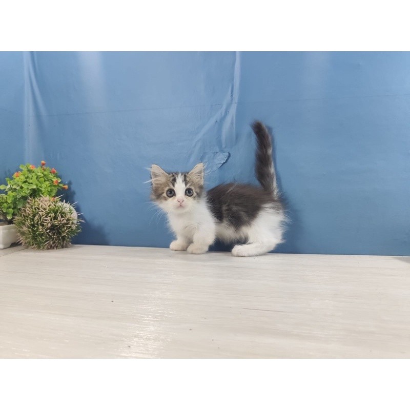 Munchkin cebol / kucing kaki pendek jantan super lucu dan aktif