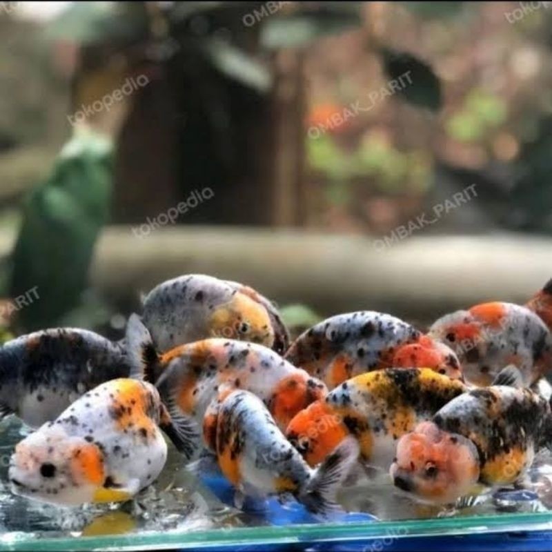 ikan mas koki ranchu PW berkualitas 6-7 cm rancu