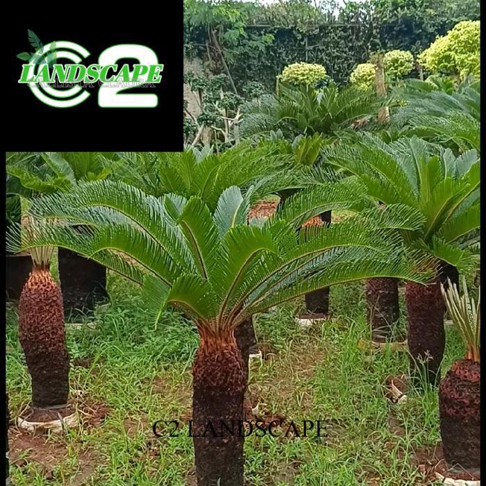 tanaman hias palem sikas - pohon palem sikas