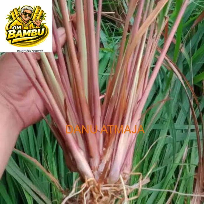 Sereh Merah 1 kg sereh wangi/sereh merah