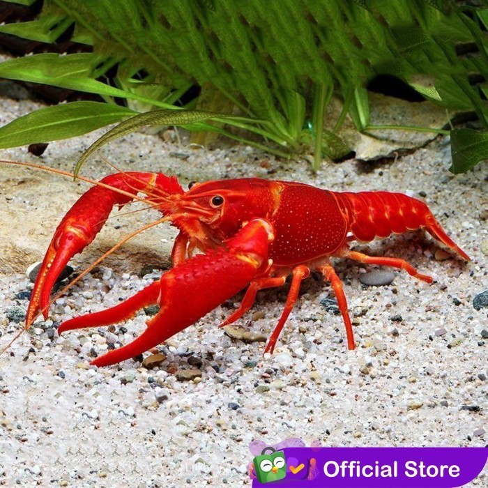 Lobster Merah / Orange Besar Indukkan Hias Air Tawar Aquascape