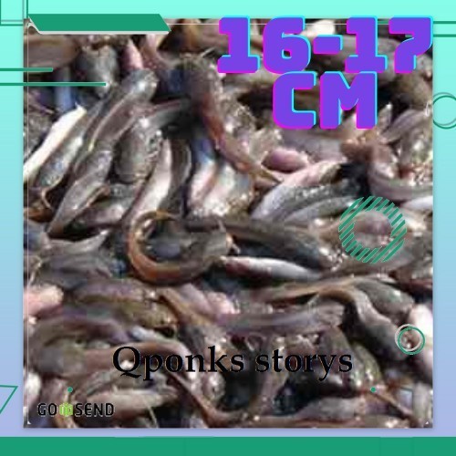 bibit lele ukuran 15-17 cm per ekor