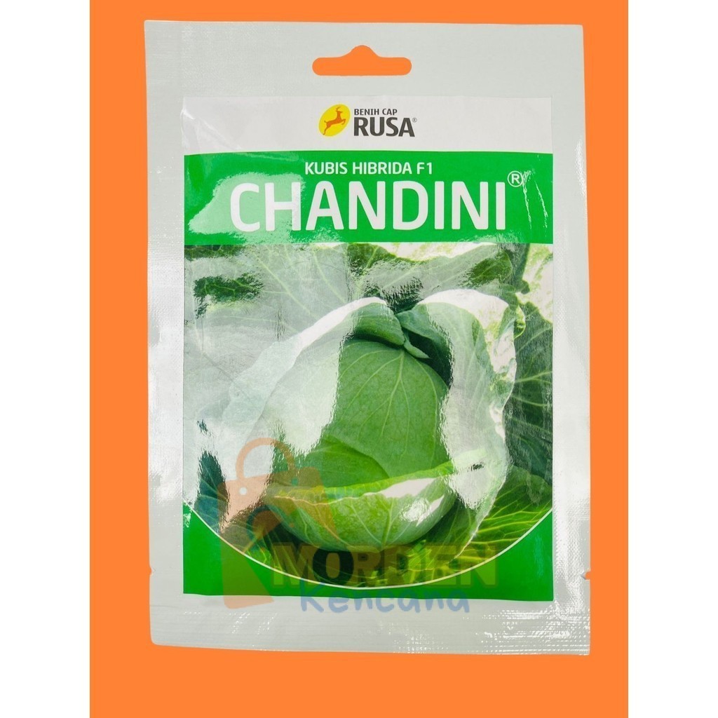 Benih kubis hibrida F1 CHANDINI isi 25gr dari CAP RUSA