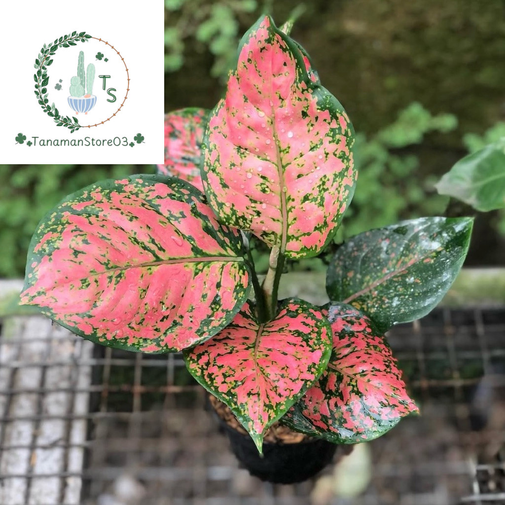 Tanaman Aglonema Dud Anjamani - Dud Anjamani