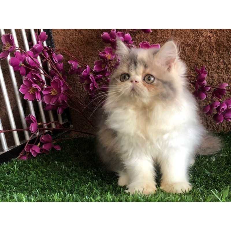 Peaknose Calico Dilute