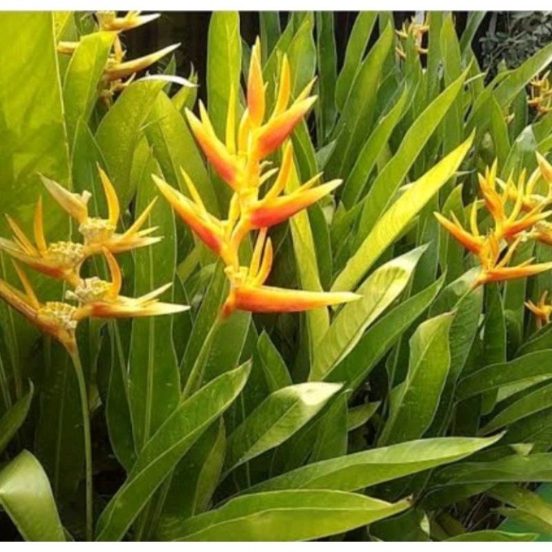 Bibit tanaman hias Pisang heliconia kuning - pisang calatea kuning