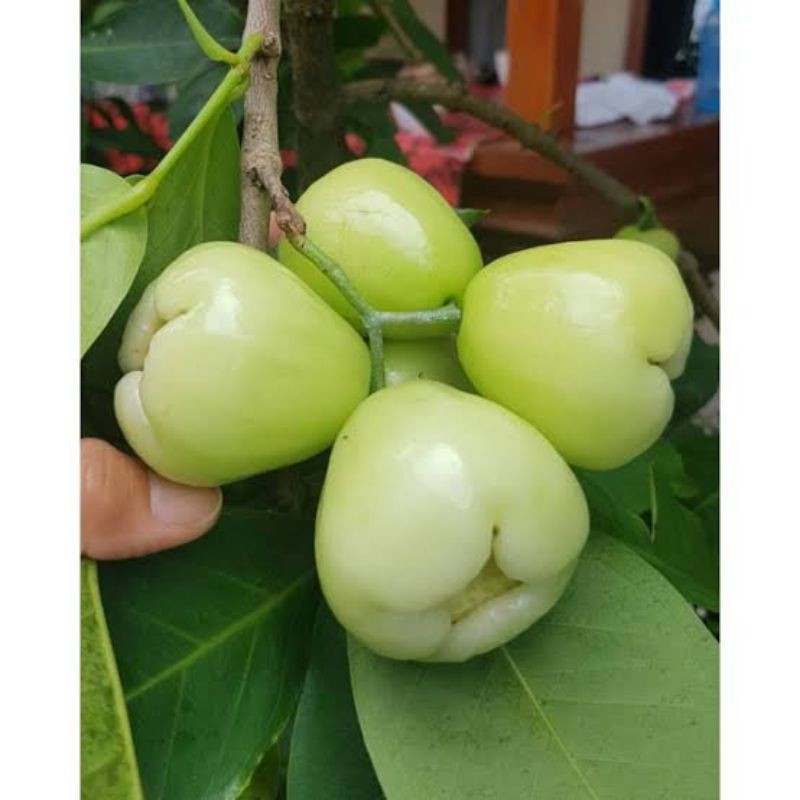 Bibit Jambu Air Camlong Tanpa Biji Unggul Dan Cepat Berbuah | Bibit Jambu Air Madura