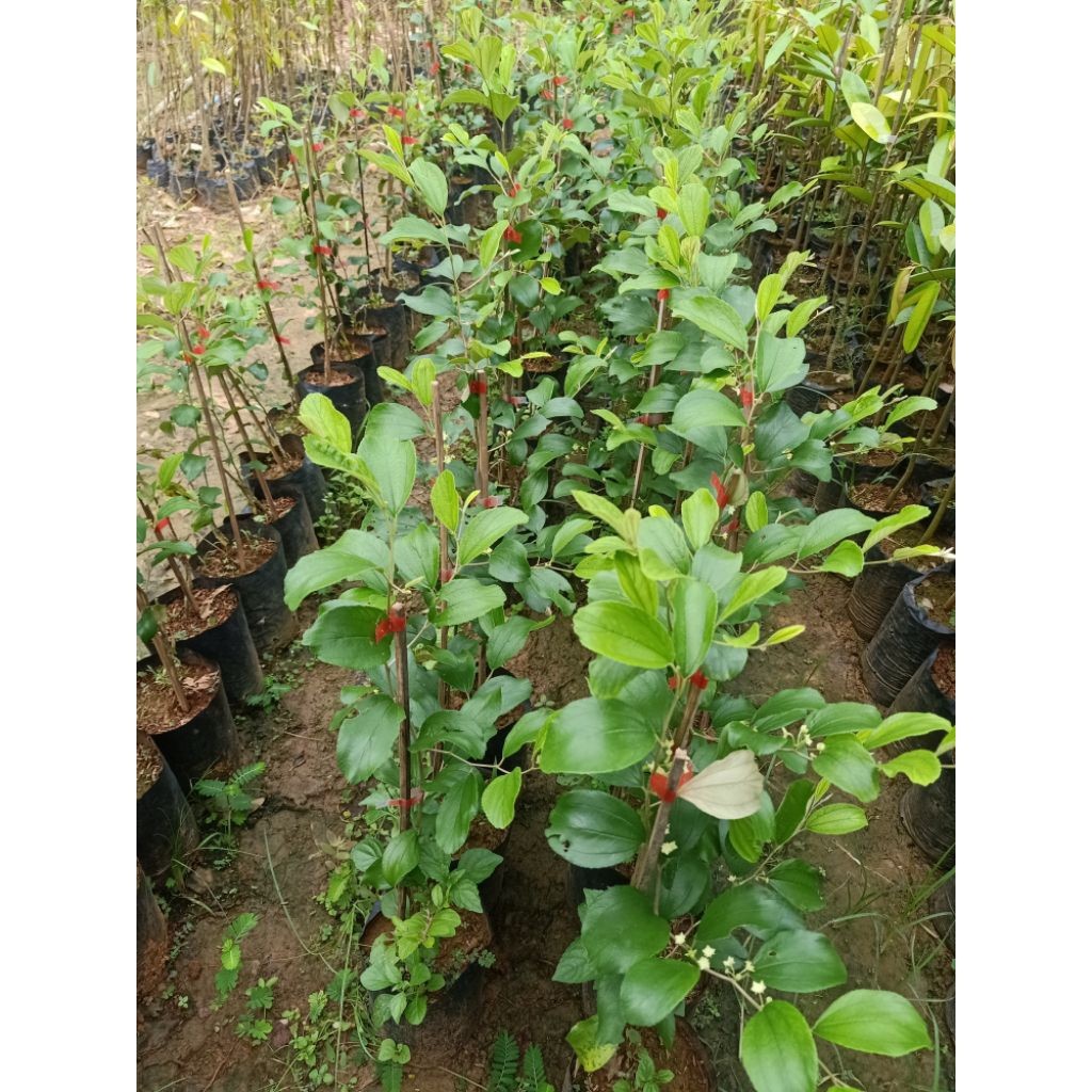 Apel Putsa Apel India Sudah Berbunga Bibit Buah Apel