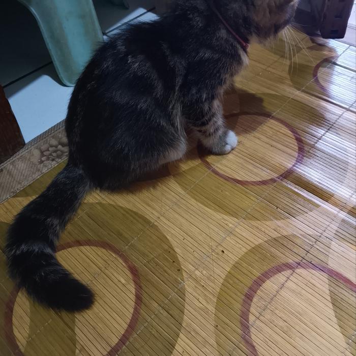 anggora mix dom,corak perut melingkar