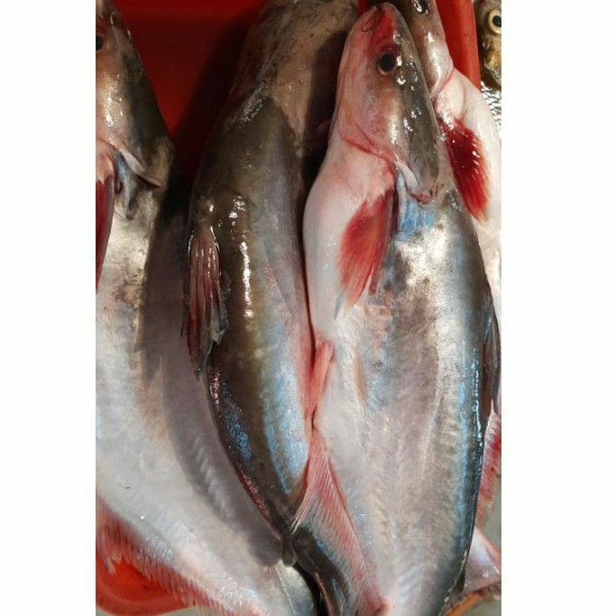 Ikan Patin 1kg