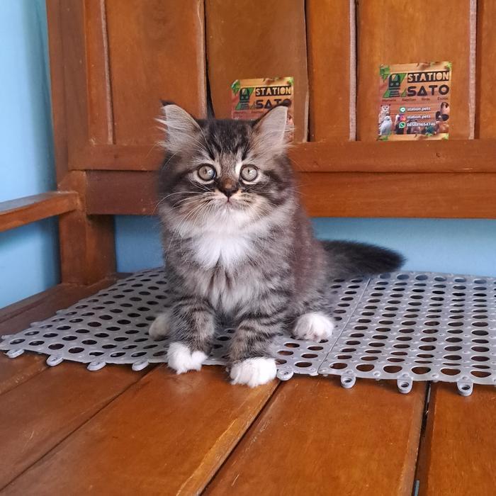 Kucing tabby marble gemoy