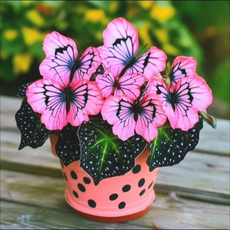 Tanaman Hias Keladi Thai Series Butterfly Bunga Hias Keladi Caladium Anakan Murah Merah BUKAN BONGGO