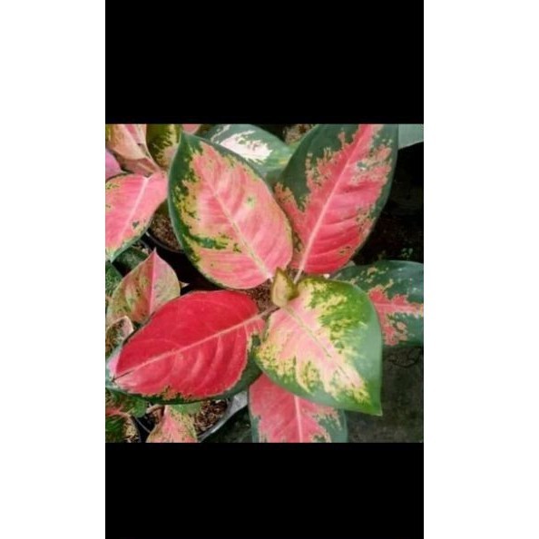 tanaman hias aglonema khocin - aglonema khocin