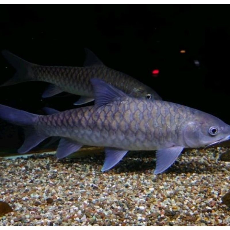 hiasan kolam.. sz7-9cm BLUE MAHSER/IKAN MASHEER DEWA bisa COD