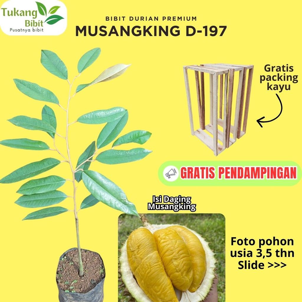 Bibit Durian Musang King D-197 Bibit Premium Asli Okulasi Super Siap Tanam Garansi Hidup Gratis Pack