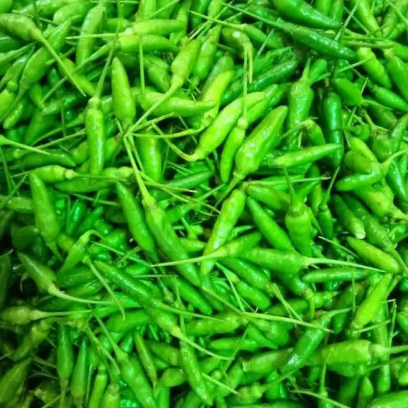 JUAL Benih Cabe Rawit Hijau Super Unggul Seed Bibit Cabe Rawit Hijau Berkualitas Tinggi Mudah Tumbuh