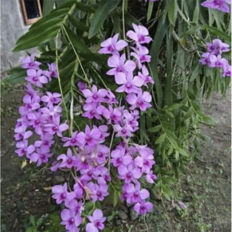 Dendrobium Larat Anggrek Rajin Berbunga