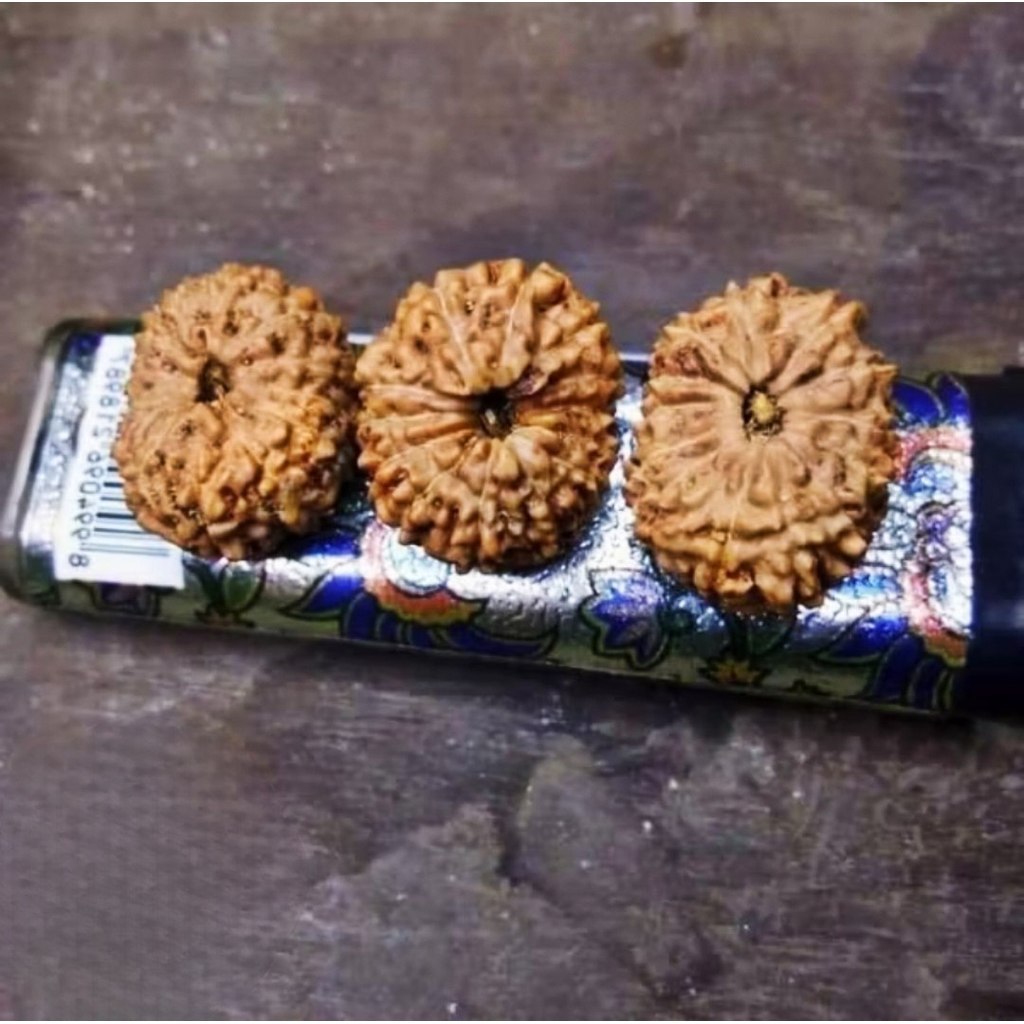 Rudraksha Mukhi 14 Garis 14 Jenitri