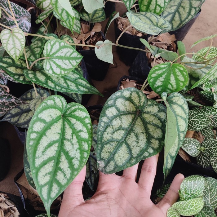 Tanaman Hias Sirih Piper Sylvaticum - Sirih Piper - Merambat By CHA FLORA