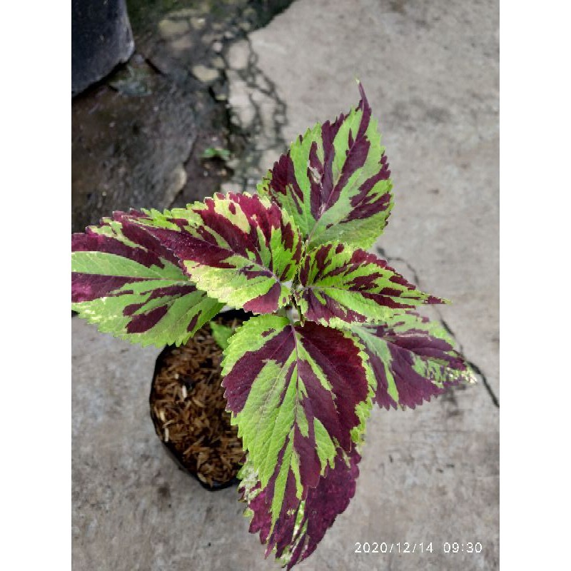 Tanaman Hias Miana Loreng Sudah Berakar dan Daun Rimbun